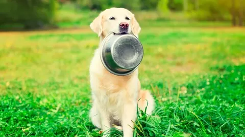 Discover how to boost your dog's health