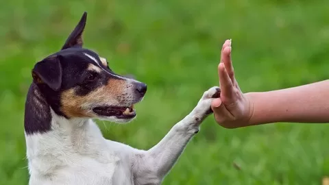 Learn an easy process for communicating with animals telepathically.