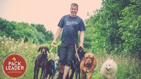 How to launch and grow a profitable dog walking business