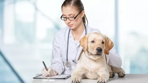 Learn how to be a better mentor using real life mentorship skills from successful veterinarians.