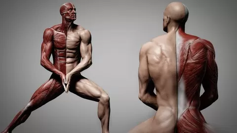 Draw & Sculpt Modeling the Character Human Figure using Photoshop & Zbrush Get Great at Drawing Sculpting the Anatomy!