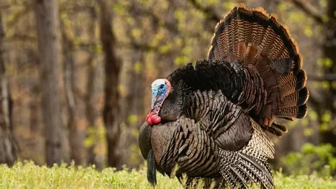Your Online Course for the Beginning Turkey Hunter