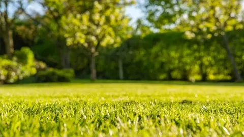 Creating different types of lawns & their care