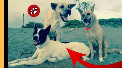 Dog Behavior And Lifestyle. Dog Ecology. Domestication. Dog Science. Best Practices Dog Parents And Dog Professionals.