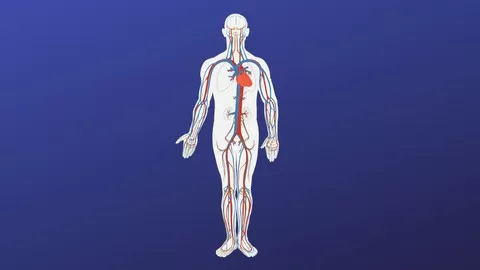 Anatomy of Human Body