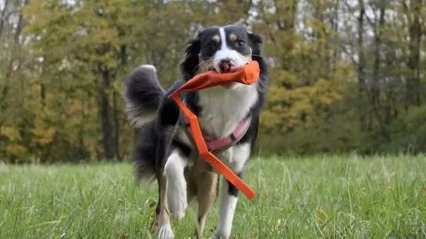 New Ways of Managing your Dog's Predatory Chasing.