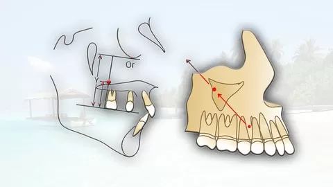 Growth and development of the craniofacial region.Development of the dentition.Part of full orthodontic dentistry course