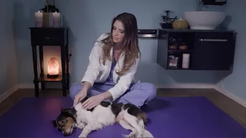 Treat your pet from home with acupressure therapy