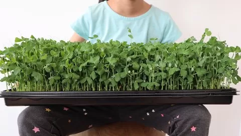 Growing and Eating Indoor Microgreens