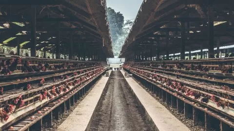 Raising chickens Basics: Success Keys for your Poultry Farming Venture