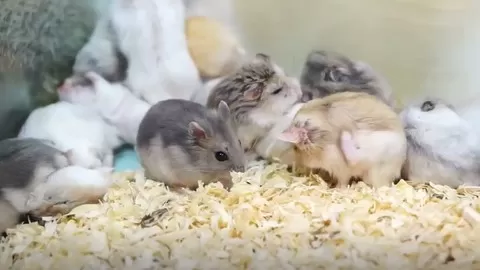 Your Step By Step Guide To Raising Hamsters
