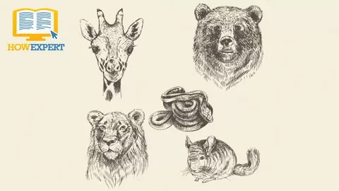 Your Step By Step Guide To Drawing Animals