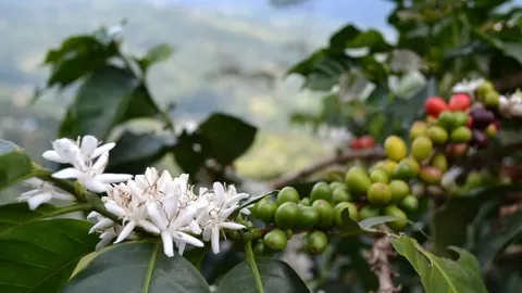 Learn how coffee cultivation and processing change the flavors in your cup