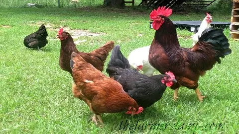 A Quick Guide on Raising Chickens for the Beginning Homesteader