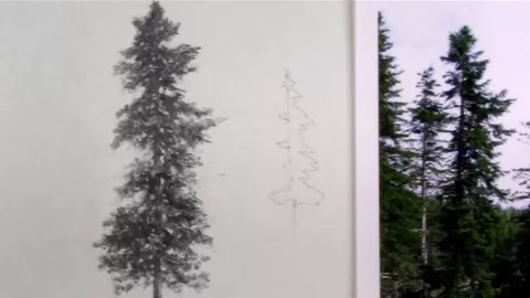 Great Drawing Comes from Learning and Understanding. Anyone Can Learn to Draw! Learn to Draw Pine Trees