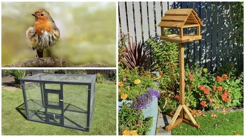 Learn how to build a wooden bird table and a small aviary as well and how to identify some common British garden birds