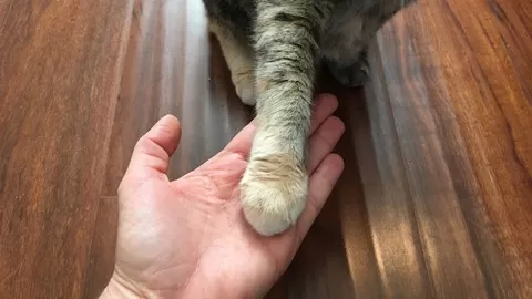 How a simple shake hands cue can improve nail trimming