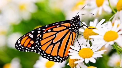Create a beautiful bird and butterfly filled garden