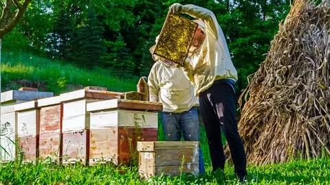 Complete instruction on keeping honey bees using organic