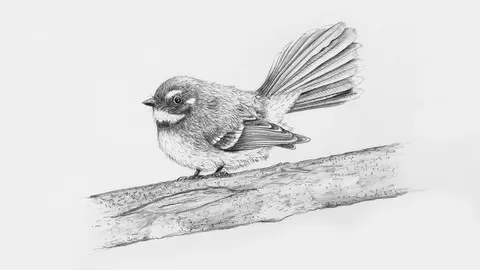 Learn how to draw a bird using sketching
