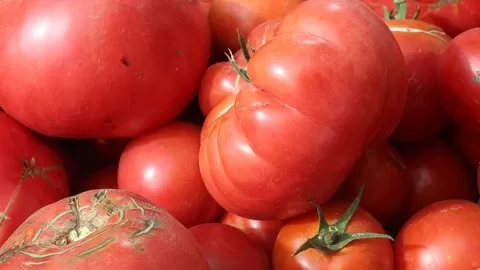 Learn to grow the best crop of garden tomatoes on the block