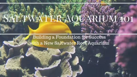 A guide to setting up and maintaining a thriving saltwater aquarium