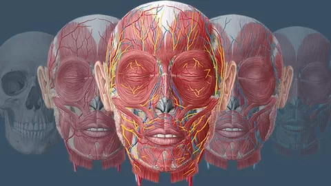 Get the best head-start with anatomy. Make sure you cover your basics before moving on to more detailed anatomy
