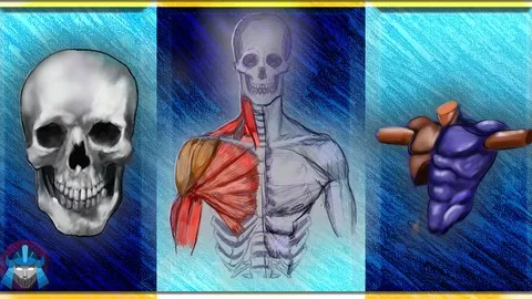 Learn how to draw anatomy for complete beginners