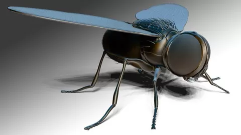 Learn to Sculpt and model professionally with this ZBrush Online Course Sculpting "The Fly"