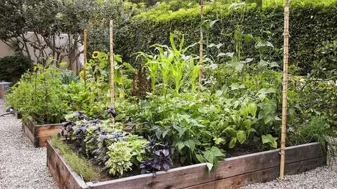 Learn how to grow edible garden plants organically