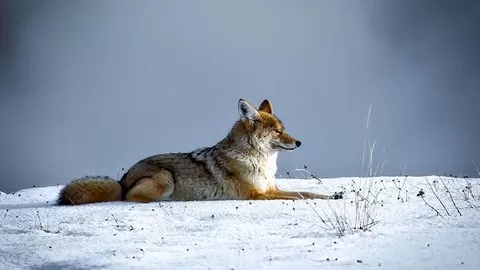 Investigating the Connections Between Coyote Culture and Ecology
