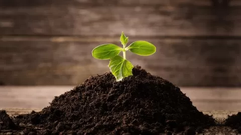 Learn about the nature of your soil and how to build organically rich
