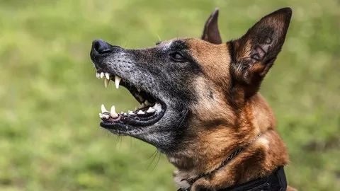Dog Behavior & Dog Training Masterclass! Ways to fix 50 dog behaviors using Punishment Free Dog Training Techniques!