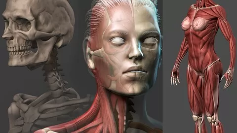 Create hyper realistic female characters with perfect anatomy and skin details.