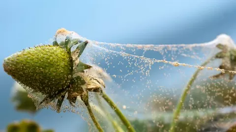 Easily identify common pests on your vegetable plants and find the best pesticides to use against