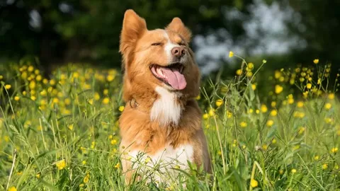 Help your dog with natural and safe remedies to ease stress and fear