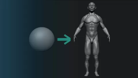 Learn anatomy sculpting in ZBrushCore 2021 with this course and improve your character sculpting skills
