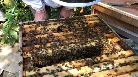 Answers to the questions most frequently asked by new beekeepers
