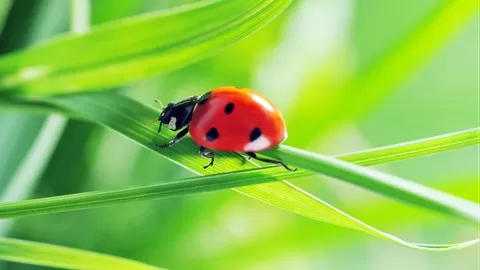 A 6 step method that will help you deal with insect pests in your yard or garden