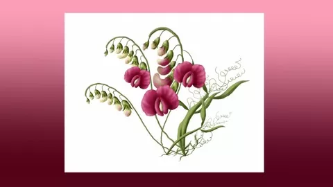 Botanical Painting Of Sweet Peas Painted on the iPad