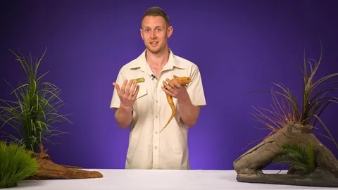 Everything you could possibly need to know to love and care for a bearded dragon as a pet!