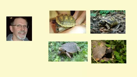 Why Forest Tortoises Have Such Unique Care Requirements