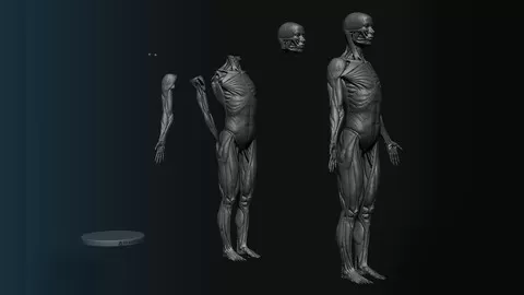Learn Anatomy Sculpting In ZBrush With This Course And Improve Your Character Sculpting Skills.