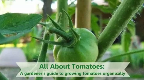 I am convinced that anyone who says they don't like tomatoes has never had a real garden tomato