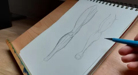 Drawing anatomy is not something easy. Many things have to be learned. In this course