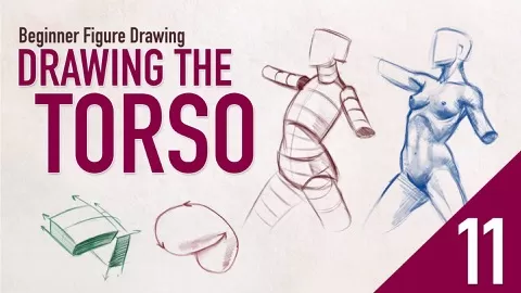 In Lesson 11 of our Figure Drawing series we'll take a look at a more detailed approach to how the Torso is constructed.In this lesson we'll cover the basic ...