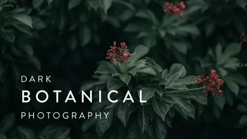 Enter a world of dark botanical photography - a simple &amp moody way to capture mesmerizing images of wild plants! Join David as he introduces you to his p...