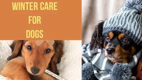 Welcome to this Master Class on Winter care in Dogs. As the winter advances vulnerability for Frostbites and Hypothermia also deepens. Like us