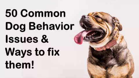 Welcome to the dog behavior masterclass! This course is specifically designed for pet parents