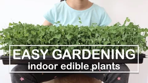 This class will teach you how to grow microgreens indoors without the need for much space